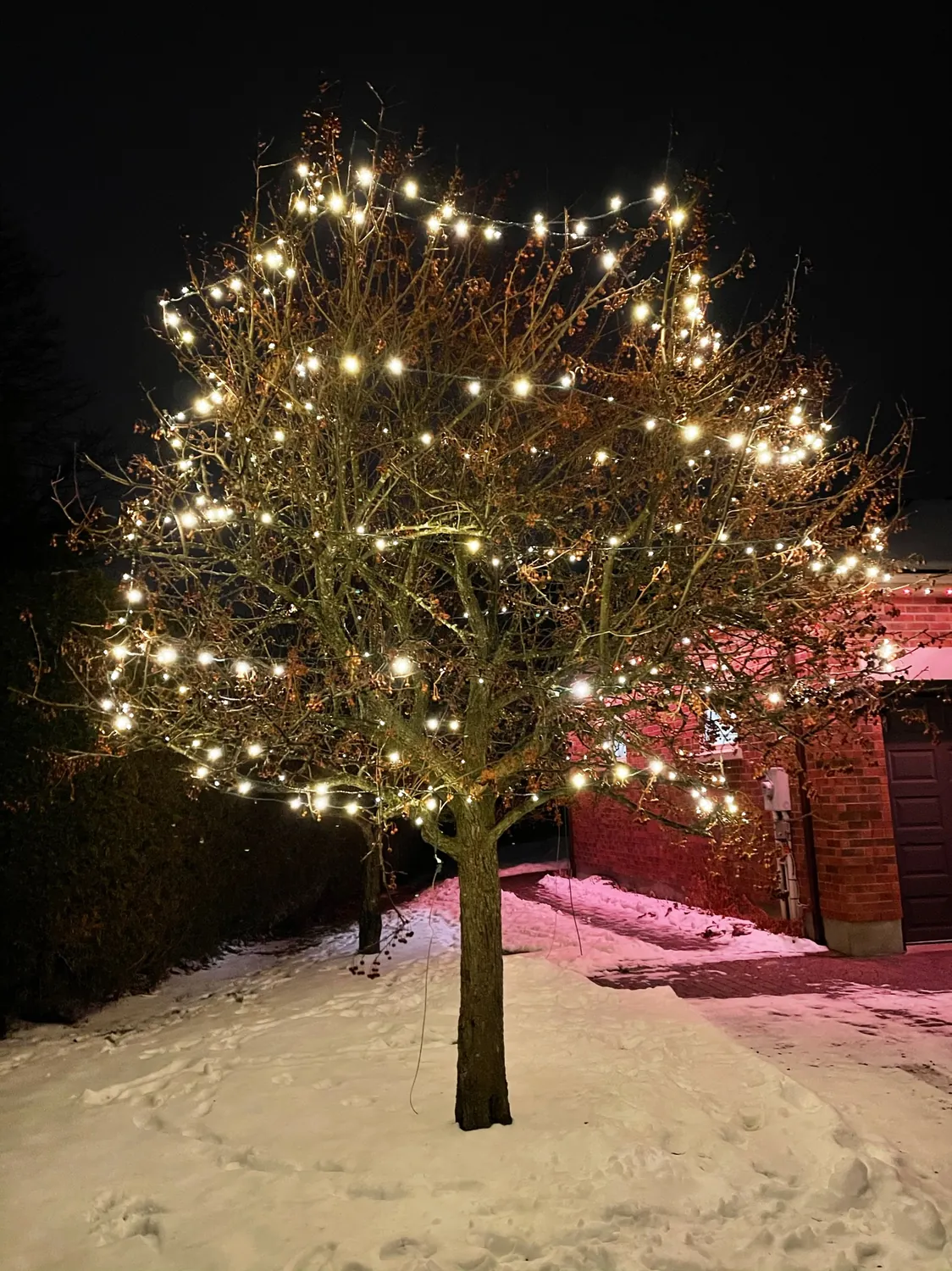 Tree full of warm white holiday bulbs